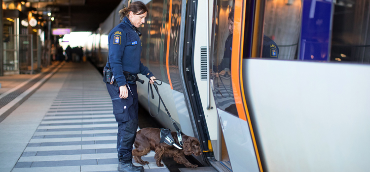 sökhund fordon