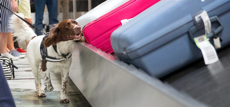Sökhund nosar på resväskor på flygplats.