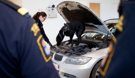 Narkotikasökhund söker under motorhuven på en bil.